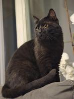 Dekkater Britse korthaar half pers, 0 tot 2 jaar