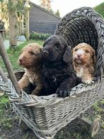 Allerliefste puppies - Australian labradoodle x cockapoo, Overige rassen, 8 tot 15 weken, Parvo, Meerdere