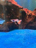 Metal Red lace rasguppen per koppel, Dieren en Toebehoren, Vissen | Aquariumvissen, Vis, Zoetwatervis
