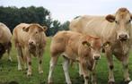 Te koop gevraagd,blonde aquitaine,limousine,dikbil,vleesvee, Dieren en Toebehoren, Meerdere dieren