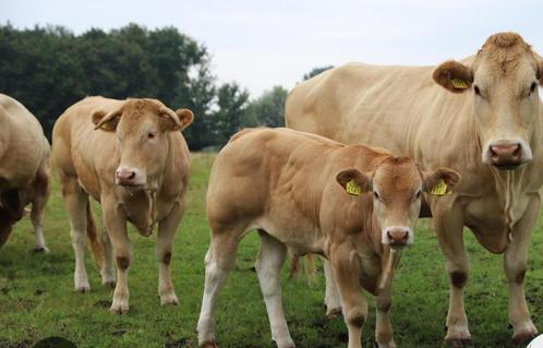 Te koop gevraagd,blonde aquitaine,limousine,dikbil,vleesvee, Dieren en Toebehoren, Runderen, Meerdere dieren