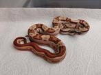 Boa : 0.1 hypo motley jungle het vpi, Slang, 0 tot 2 jaar