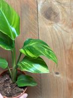 Strelitzia nicolai variegata plant aurea yellow lemon lime, Huis en Inrichting, Kamerplanten, Ophalen of Verzenden, Halfschaduw