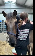 Verzorgpaard gezocht/bijrdijder/verzorgerster aangeboden, Ophalen of Verzenden, Zo goed als nieuw
