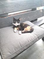 Lieve katjes zoeken een nieuw huisje!, Dieren en Toebehoren, Katten en Kittens | Overige Katten, Meerdere dieren, 0 tot 2 jaar