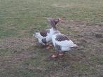Te koop koppel pommerse ganzen, Dieren en Toebehoren, Pluimvee, Meerdere dieren, Gans of Zwaan