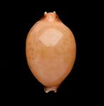 Schelpen: Cypraea globulus 19,5mm (Gem) Thailand, Ophalen of Verzenden, Schelp(en)