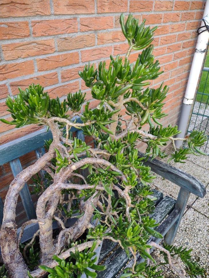 Crassula horntree (Bonsailook)- Jade Plant  (Gollum), Huis en Inrichting, Kamerplanten, Vetplant, Minder dan 100 cm, Halfschaduw