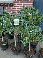 Ilex aquifolium 30 cm Stam, Tuin en Terras, Planten | Struiken en Hagen, Ophalen of Verzenden