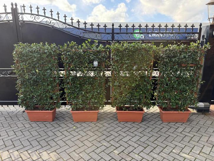 Toscaanse jasmijn trachiospernum leischerm super vol, Tuin en Terras, Planten | Struiken en Hagen, Haag, Overige soorten, 100 tot 250 cm