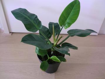 Goed groeiende Philodendron ( Imperial Green?) beschikbaar voor biedingen
