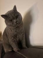 Brittse korthaar, Dieren en Toebehoren, Kater