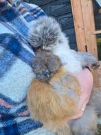 Zijdehoen hennen *16wkn*, Dieren en Toebehoren, Pluimvee, Vrouwelijk, Kip