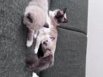 Ragdoll kittens tekoop 100% Ragdoll, Vader met stamboom., Dieren en Toebehoren, Katten en Kittens | Raskatten | Langhaar, Meerdere dieren