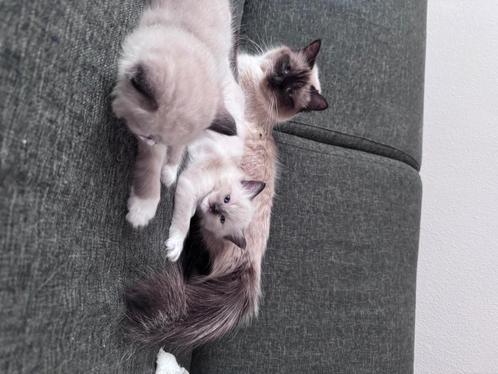 Ragdoll kittens tekoop 100% Ragdoll, Vader met stamboom., Dieren en Toebehoren, Katten en Kittens | Raskatten | Langhaar, Meerdere dieren