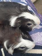 2 schattige cavia beertjes van 5 juni, Cavia, Juni, Mannelijk, Tam