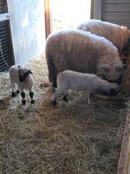 Walliser Schwartznase,, Dieren en Toebehoren, Vrouwelijk, Schaap