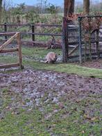 Wallaby koppel, Dieren en Toebehoren, Pluimvee, Meerdere dieren