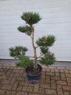 Pinus sylvestris vormsnoei, Ophalen, Overige soorten, Volle zon
