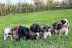 Boomer puppy, Overige rassen, 8 tot 15 weken, Meerdere, Meerdere dieren