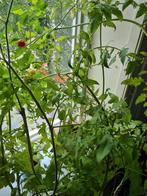 Tomatenplanten 8 stuks. Cocktailtomaten!, Ophalen, Minder dan 100 cm, Overige soorten