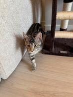 Laatste dagen!! Lieve kitten 3 maanden jong  Te koop, Poes