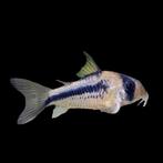 Corydora Axelrodi, Vis, Zoetwatervis, Schoolvis