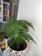 Plant voor Rif: Schoolvervoer voor arme gezinnen, Overige soorten, In pot, Minder dan 100 cm, Groene kamerplant
