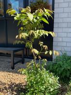Walnoot boom, Tuin en Terras, Planten | Fruitbomen, Ophalen, 100 tot 250 cm, Walnotenboom, Lente