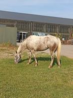Mooie Appaloosa Merrie, Dieren en Toebehoren, Paarden, Merrie, Minder dan 160 cm, Gechipt, 3 tot 6 jaar