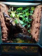 Paludarium, Dieren en Toebehoren, Reptielen en Amfibieën | Toebehoren, Ophalen