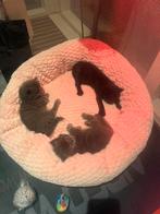 Prachtige kittens X Ragdoll, Dieren en Toebehoren, Meerdere dieren, Ontwormd, 0 tot 2 jaar