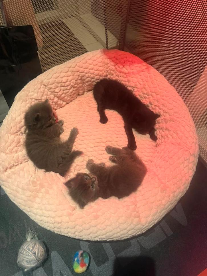 Prachtige kittens X Ragdoll, Dieren en Toebehoren, Katten en Kittens | Raskatten | Langhaar, Meerdere dieren, 0 tot 2 jaar, Ontwormd