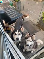 Husky's, Dieren en Toebehoren, Particulier, Overige rassen, CDV (hondenziekte), Buitenland
