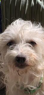 Lief klein hondje (teefje) te koop, Dieren en Toebehoren, Honden | Niet-rashonden, 6 jaar of ouder, Rabiës (hondsdolheid), Teef