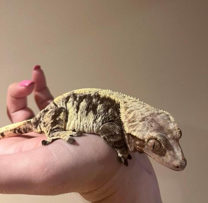 Wimpergekko vrouw Triple XXX, Dieren en Toebehoren, Reptielen en Amfibieën, Hagedis, 3 tot 6 jaar, Tam