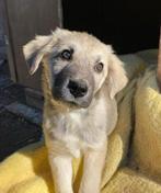 Charlotta – een dappere dame met een gouden hart, Dieren en Toebehoren, Honden | Niet-rashonden, Particulier, Rabiës (hondsdolheid)