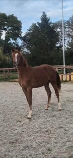 Lieve gelderse jaarling merrie v odin, Dieren en Toebehoren, Merrie, Gechipt, Niet van toepassing, 0 tot 2 jaar