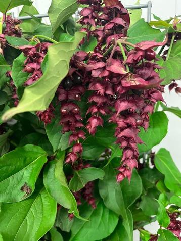 Fazantenbes, Leycesteria formosa Purple Rain. beschikbaar voor biedingen