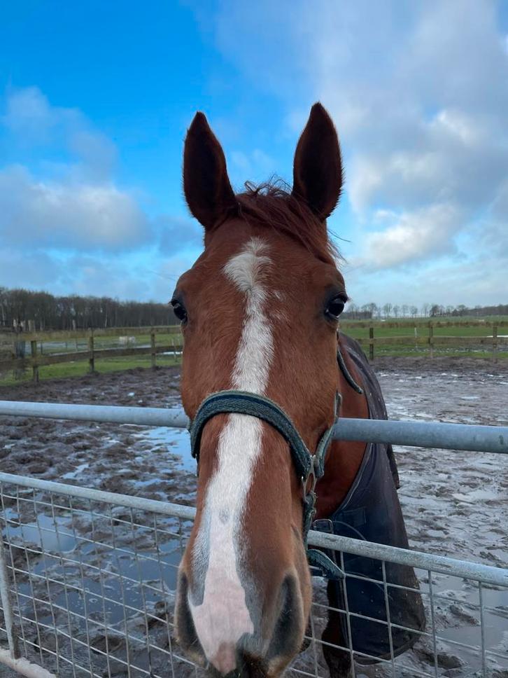 Franse draver (rijpaard) te koop, Dieren en Toebehoren, Paarden, Ruin, Recreatiepaard