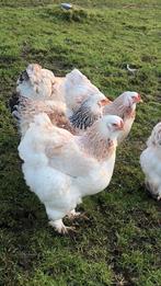 Brahma zalm fok koppel, Meerdere dieren, Kip