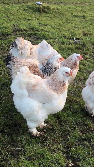 Brahma zalm fok koppel beschikbaar voor biedingen