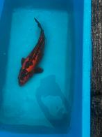 Diverse Japanse Koi, Dieren en Toebehoren, Vissen | Vijvervissen, Karper of Koi