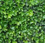 Klimop: Hedera Hibernica in alle maten, Vaste plant, Ophalen of Verzenden, Bloeit niet, Halfschaduw