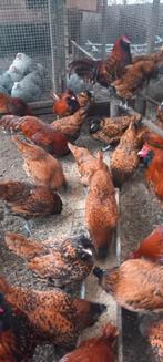 Te koop broedeieren van de brabanter/uilebaard kriel, Geslacht onbekend, Kip