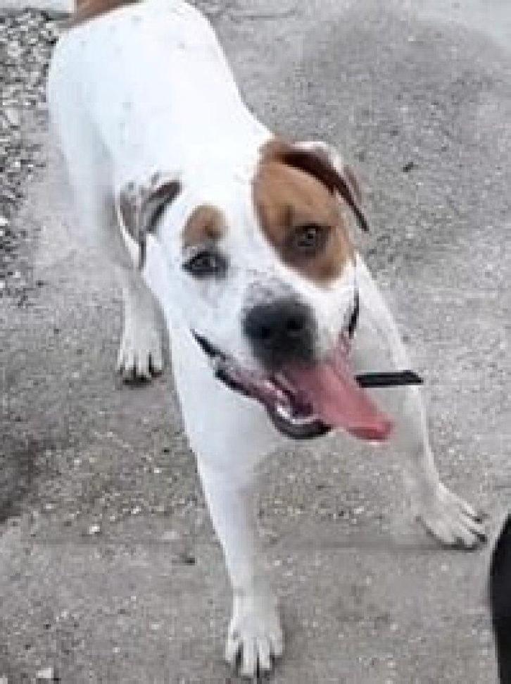 ACE: Cooper, een forse hond met een groot hart!, Dieren en Toebehoren, Honden | Niet-rashonden, Groot, Reu, Particulier, Eén hond