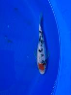 Tancho sanke, Karper of Koi