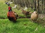 Koppel bosfazanten, Dieren en Toebehoren, Pluimvee, Meerdere dieren, Overige soorten