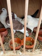 Drie koppels jonge 25 euro per koppel.liefs bellen telnr 062, Dieren en Toebehoren, Vogels | Duiven, Meerdere dieren, Kropper