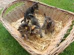 kittens, boerderijkittens te koop, Dieren en Toebehoren, Katten en Kittens | Overige Katten, Meerdere dieren